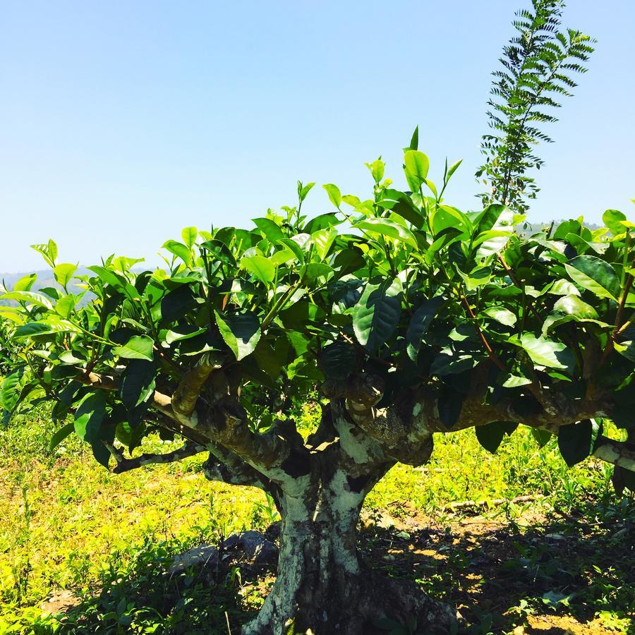 茶屋水疗度假村 纳沃勒皮蒂耶 外观 照片